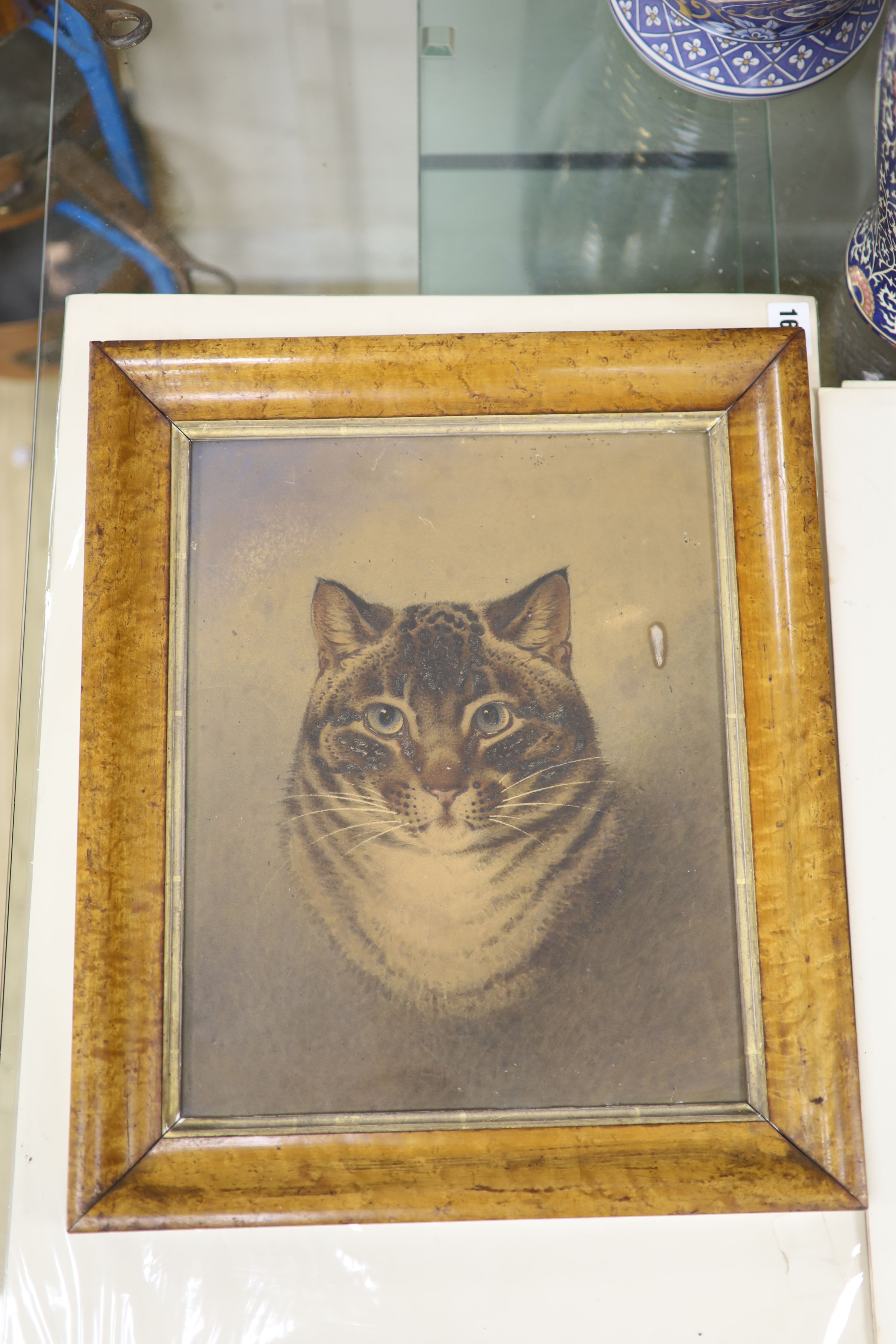 19th century English School, watercolour, Portrait of a tabby cat, 34 x 27cm, maple framed